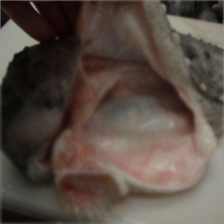 Lumpfish Sea Foods