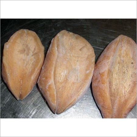 Cymbium Olla