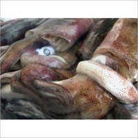 Fresh Squids Fish - Loligo Gahi 10/15cm, 15/20cm, 20cm+ | Juicy Fleshy, Long Shelf Life, Interleaved Packaging
