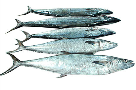 Sea Fish