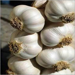 Fresh Garlic