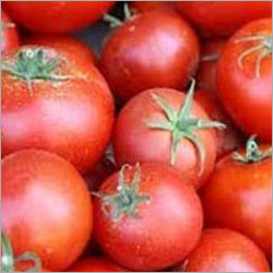 Fresh Tomato