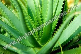 Dried Aloe Vera Powder