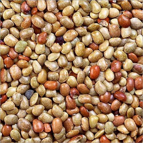Gram Pulses