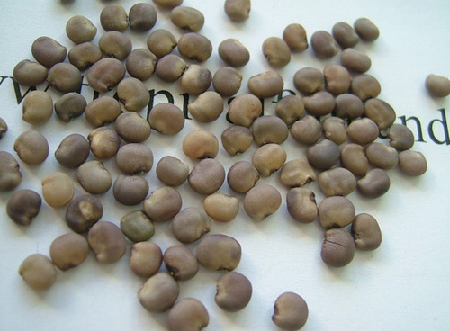 Guar Seeds