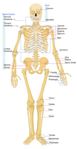 SKELETON SYSTEM