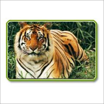Wildlife Tour Packages