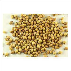 Dried Coriander Seeds