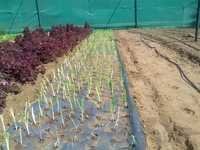 Black Mulch Film