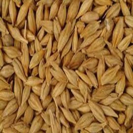 Barley Seeds