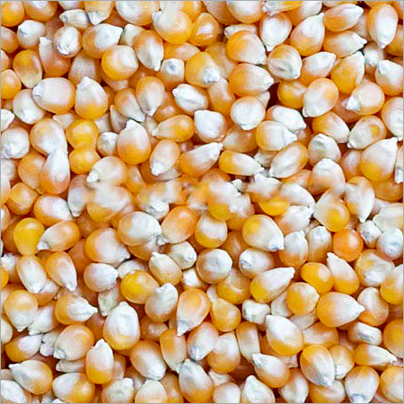Yellow Maize Seeds