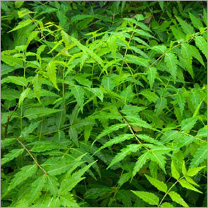 Neem Plants