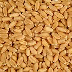 Indian Wheat