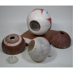 human eye Model