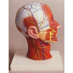 human-half-head Models