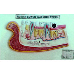 human lower jaw with teeth Model