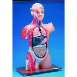 human torso half model