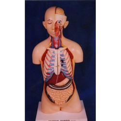 Human Anatomical Models