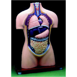 human torso without head model