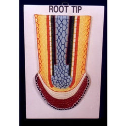 dicot root tip model