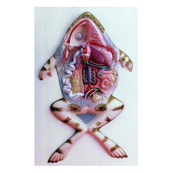 frog dissection model