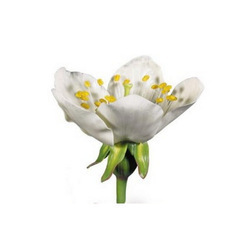 Botany Models
