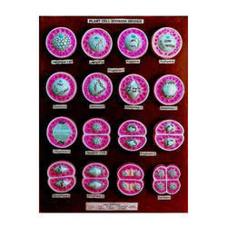 plant meiosis cell division