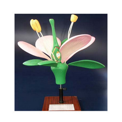 typical flower model