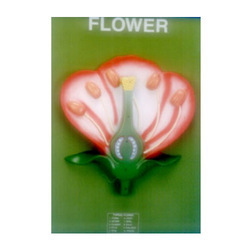 typical flower model