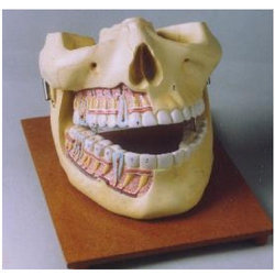 human lower jaw with teeth Model 