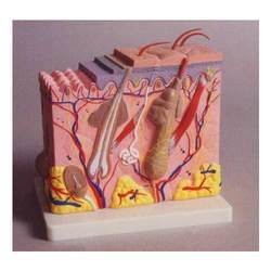 Human Anatomical Models