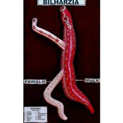 bilhariza male female