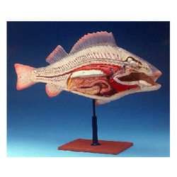 fish anatomy model
