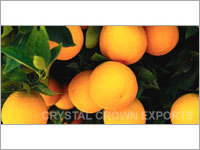 Valencia Oranges