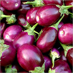 Fresh Brinjal