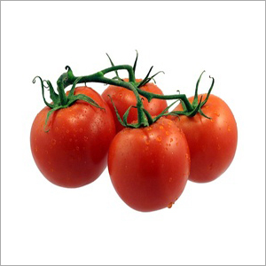 Fresh Tomatoes