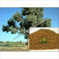 Eucalyptus Seeds (Eucalyptus Coccifera)