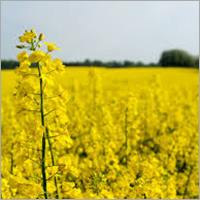 Organic Canola