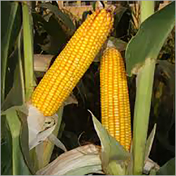 Organic Maize