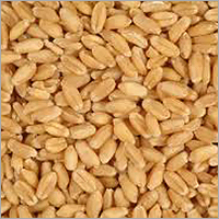 Organic Wheat