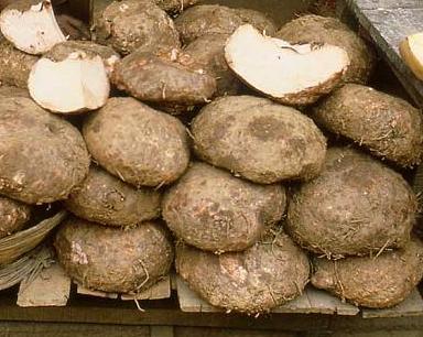elephant yam
