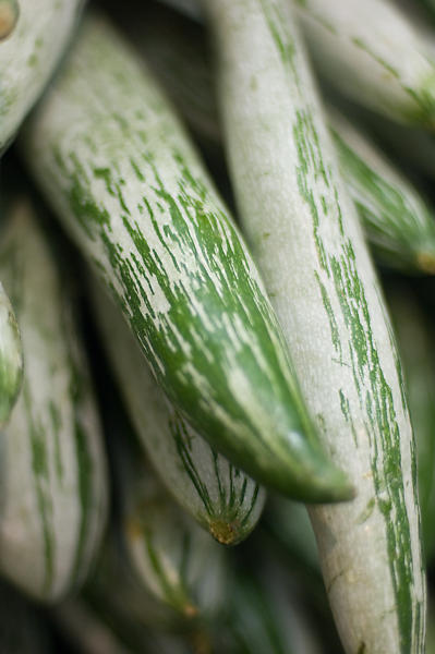 SnakeGourd