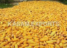 Maize
