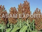 Sorghum
