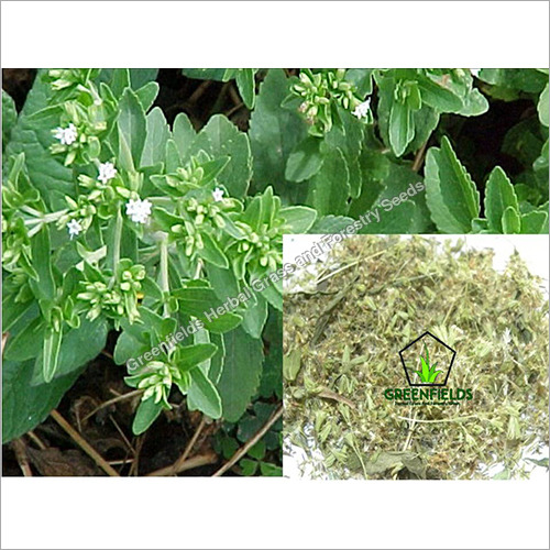 Stevia Medicinal Seeds ( Stevia Rebaudiana )