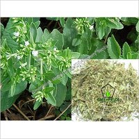 Stevia Medicinal Seeds ( Stevia Rebaudiana )
