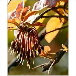 Madhuka Seeds