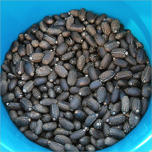 Jatropha Seeds