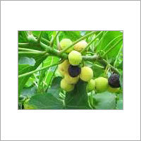 Natural Jatropha Seed