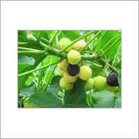 Natural Jatropha Seed